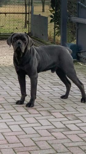 TITO
