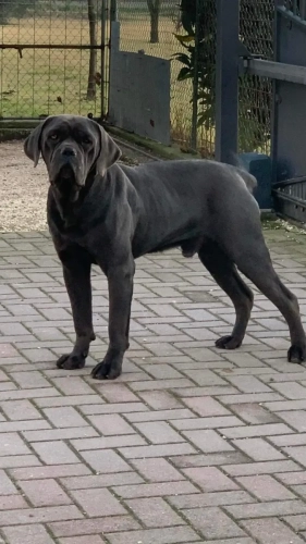Tito