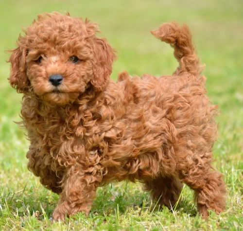 Cuccioli