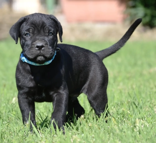 CIRO 