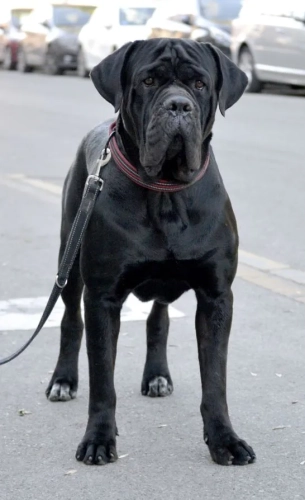 BRUNO