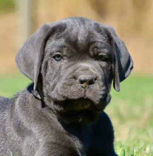 COLLARE NERO