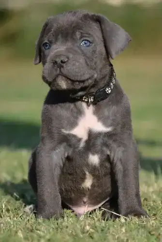 ETTORE