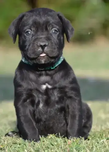 ARES