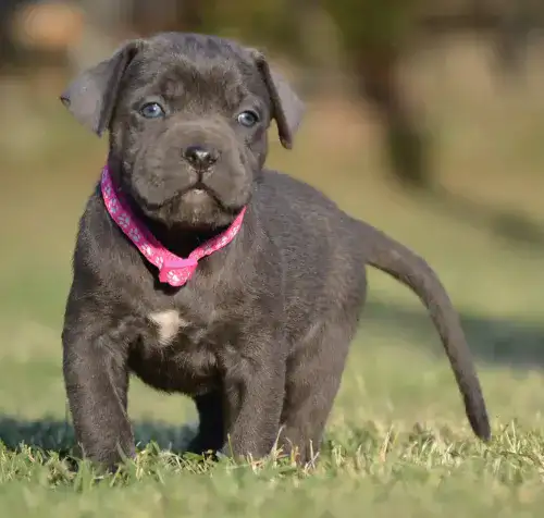ARYA