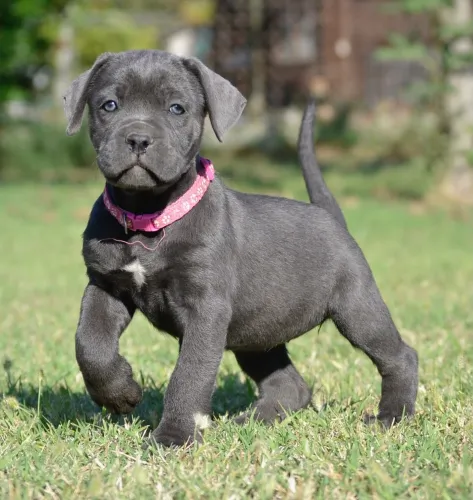 ARYA